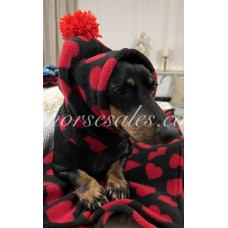 Dog Bobble / Firework hat